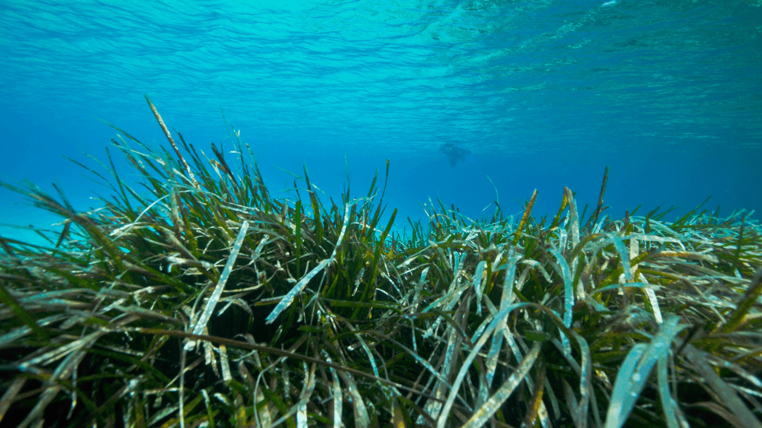 Posidonia/Seagrass Update